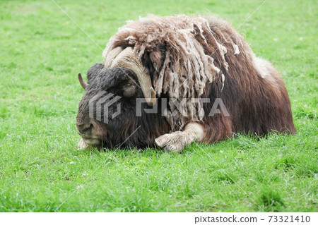 Portrait of a muskox Portrait of a muskox 73321410