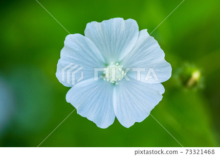 Transparent white flowers, close-up 73321468
