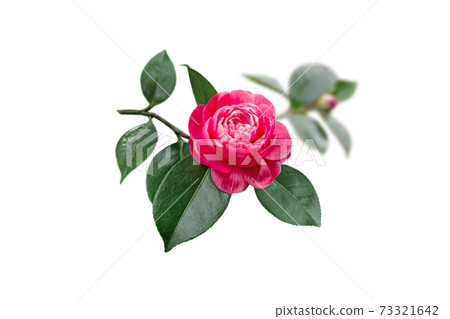 Bright bicolor pink and white camellia japanese rose form flower isolated on white Bright bicolor pink and white camellia japanese rose form flower isolated on white 73321642
