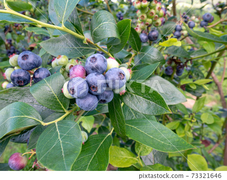 Blueberry ripe purple and green berries 73321646