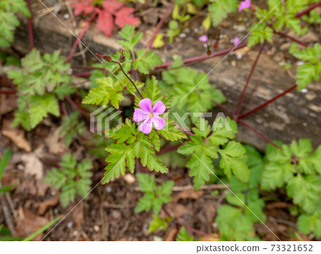 Geranium robertianum or Roberts geranium flowering plant 73321652