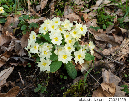 Primula vulgaris pale yellow flowers Primula vulgaris pale yellow flowers 73321659