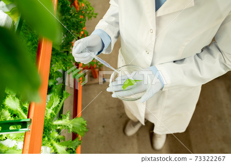 Gloved agroengineer in whitecoat holding petri dish with green lettuce leaf Gloved agroengineer in whitecoat holding petri dish with green lettuce leaf 73322267