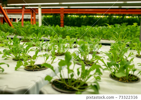 Seedlings of vibrant green color in small pots growing in large vertical farm 73322316