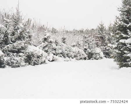 Winter natural background with green fir trees under the snow. Rural landscape. Winter natural background with green fir trees under the snow. Rural landscape. 73322424