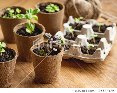 Basil seedlings in biodegradable pots on wooden table. Green plants in peat pots. Baby plants sowing in small pots. Trays for agricultural seedlings. Basil seedlings in biodegradable pots on wooden table. Green plants in peat pots. Baby plants sowing in small pots. Trays for agricultural seedlings. 73322426