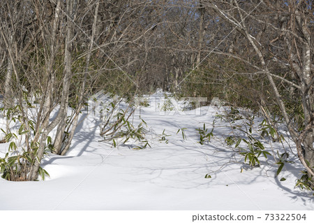 Snowy road and bamboo grass in Nasu, Tochigi Prefecture 73322504