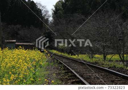 Kominato Railway and Rape Fields on the Boso Peninsula Kominato Railway and Rape Fields on the Boso Peninsula 73322823