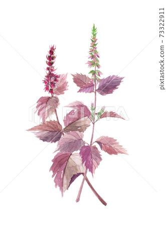 2 red shiso 73322911