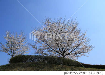 觀賞櫻桃樹吉野櫻花的櫻花 73322973