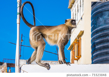Wild animals in the city in India: a gray langur (Semnopithecus dussumieri) visits a rooftop of a residential house in Udaipur. Wild animals in the city in India: a gray langur (Semnopithecus dussumieri) visits a rooftop of a residential house in Udaipur. 73323848