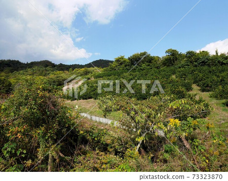 Sagishima mandarin orange garden (Mihara City, Hiroshima Prefecture) 73323870