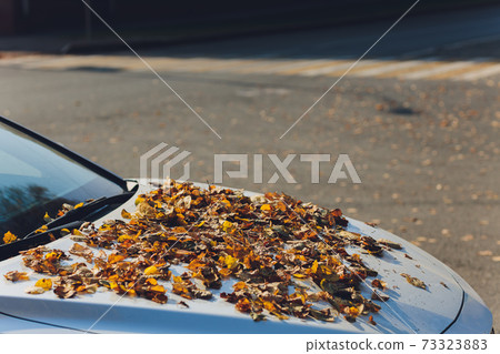 Fallen autumn leaves on the windshield of a car. Fallen autumn leaves on the windshield of a car. 73323883