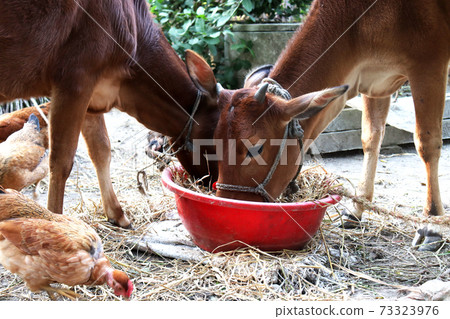 brown colored cow on farm brown colored cow on farm 73323976