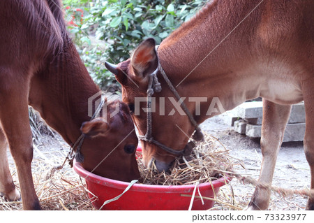 brown colored cow on farm brown colored cow on farm 73323977