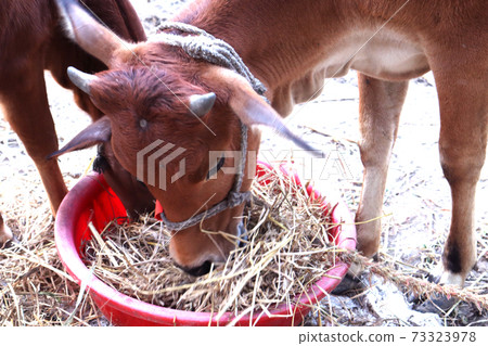 brown colored cow on farm brown colored cow on farm 73323978