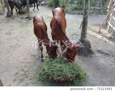 brown colored cow on farm 73323983