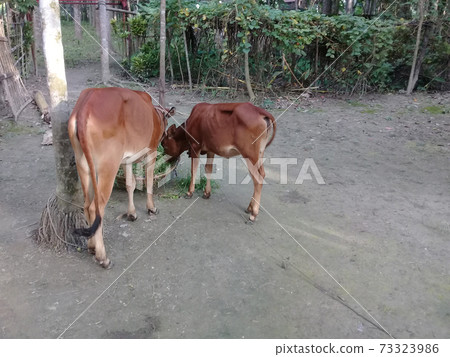 brown colored cow on farm brown colored cow on farm 73323986