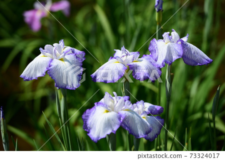 在初夏盛開的花鳶尾花 在初夏盛開的花鳶尾花 73324017