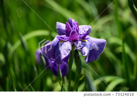 在初夏盛開的花鳶尾花 在初夏盛開的花鳶尾花 73324018