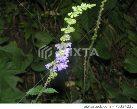 Aquino tamarisu Aquino tamarisu 73324223