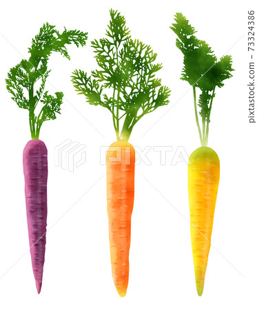 Watercolor illustration carrot with colorful leaves Watercolor illustration carrot with colorful leaves 73324386