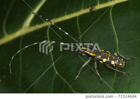 Creatures Insects Ishigakikiboshikamikiri, a subspecies of Yaeyama. The yellowish mottled pattern is strong and suitable for "Yellow Star" 73324684