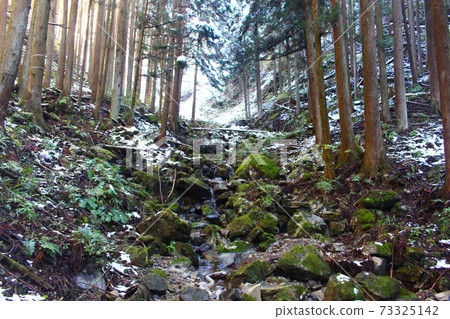 A photo of the thaw in the mountains. The winter season when the snow that piles up on the trees is scattered. A photo of the thaw in the mountains. The winter season when the snow that piles up on the trees is scattered. 73325142