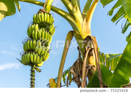 Bunch of unripe bananas on tree against blue sky. Tropical garden in Can Tho, Vietnam. Bunch of unripe bananas on tree against blue sky. Tropical garden in Can Tho, Vietnam. 73325428