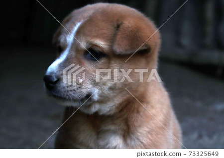 Brown Colored Dog Closeup in house Brown Colored Dog Closeup in house 73325649