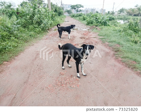 Black and White Colored Dog Closeup in house Black and White Colored Dog Closeup in house 73325820