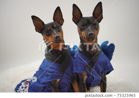 Miniature Pinscher New Year Festival Happi Kimono Photo 25 Miniature Pinscher New Year Festival Happi Kimono Photo 25 73325965