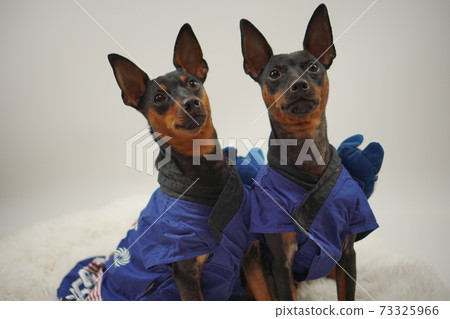 Miniature Pinscher New Year Festival Happi Kimono Photo 26 Miniature Pinscher New Year Festival Happi Kimono Photo 26 73325966