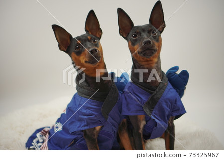 Miniature Pinscher New Year Festival Happi Kimono Photo 27 Miniature Pinscher New Year Festival Happi Kimono Photo 27 73325967