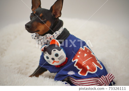 Miniature Pinscher New Year Festival Happi Kimono Photo 112 Miniature Pinscher New Year Festival Happi Kimono Photo 112 73326111