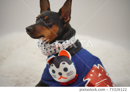 Miniature Pinscher New Year Festival Happi Kimono Photo 119 73326122