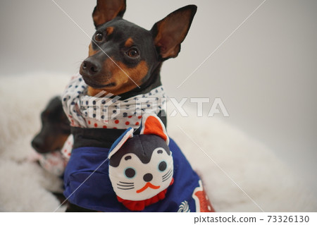 Miniature Pinscher New Year Festival Happi Kimono Photo 126 73326130