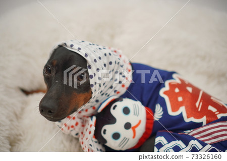Miniature Pinscher New Year Festival Happi Kimono Photo 148 Miniature Pinscher New Year Festival Happi Kimono Photo 148 73326160