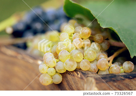 Bunches of yellow grape in wooden box. harvest time 73326567