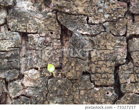 Tree bark texture Tree bark texture 73327257