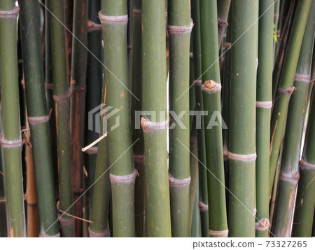 Bamboo forest. Trees background inside tropical jungle Bamboo forest. Trees background inside tropical jungle 73327265