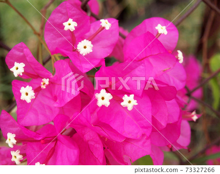 Pink Bougainvillea flowers Pink Bougainvillea flowers 73327266