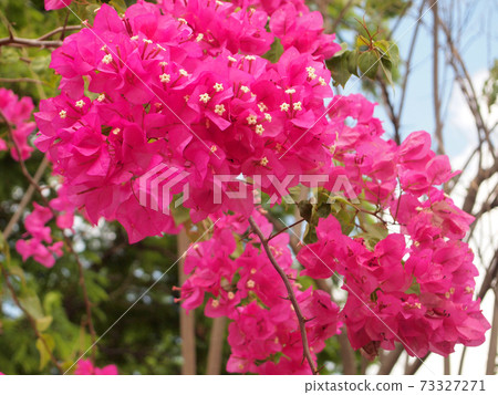Pink Bougainvillea flowers Pink Bougainvillea flowers 73327271
