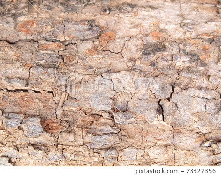 Tree bark texture 73327356