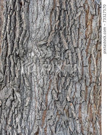 The texture of the bark of an old willow 73327570