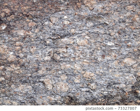 Tree bark texture Tree bark texture 73327807