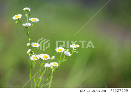 Halzion blooming on the bank (white florets)-horizontal (copy space) 73327909