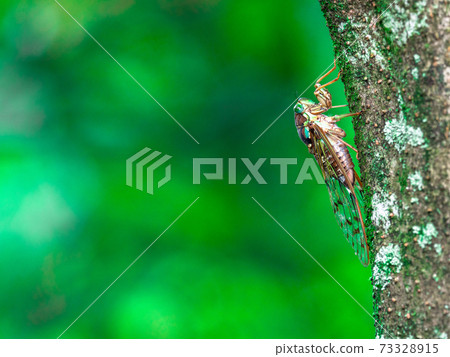 六甲山的日暮（♀） 73328915