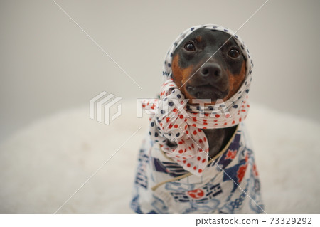 Miniature Pinscher New Year Festival Happi Kimono Photo 201 Miniature Pinscher New Year Festival Happi Kimono Photo 201 73329292