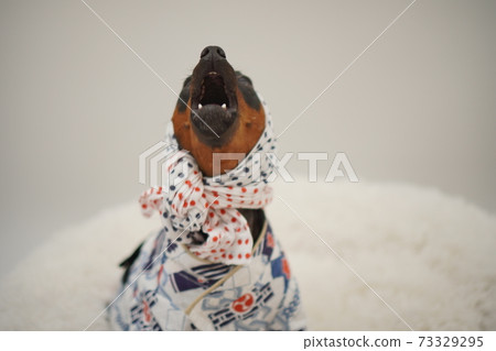 Miniature Pinscher New Year Festival Happi Kimono Photo 203 73329295
